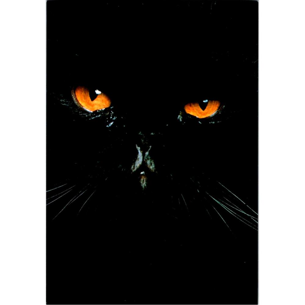 Postcard Cat Face Black Orange Eyes By Adriano Bacchella 1990 Matt 6 x 4"